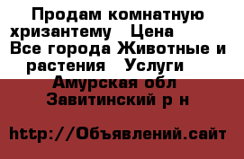 Продам комнатную хризантему › Цена ­ 250 - Все города Животные и растения » Услуги   . Амурская обл.,Завитинский р-н